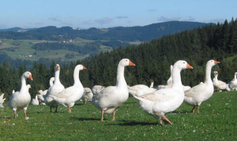 Fränkische Landgänse