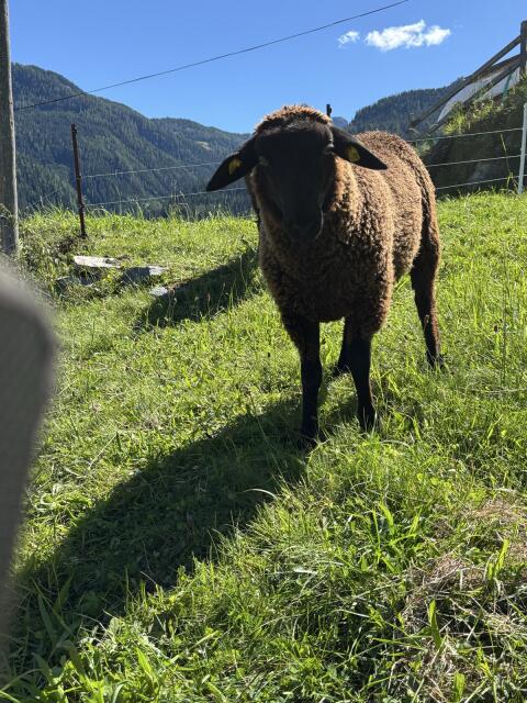 Jura Widder