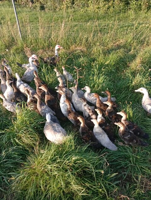 Enten
