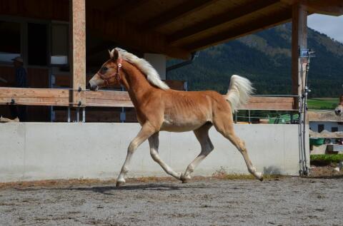 Tiroler Haflinger Hengstfohlen