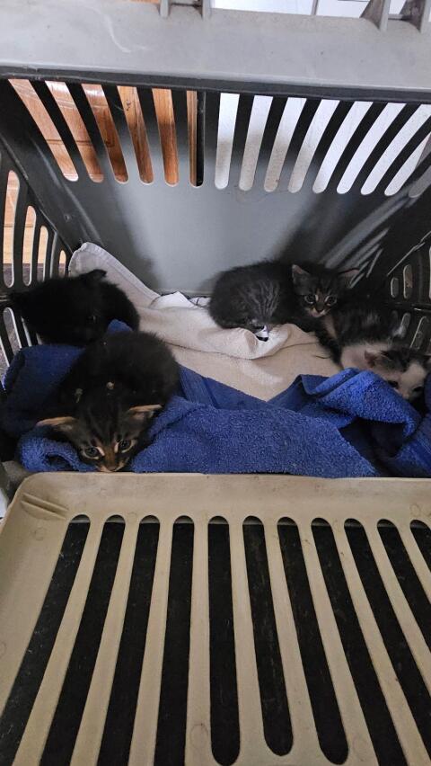 Katzenbabys