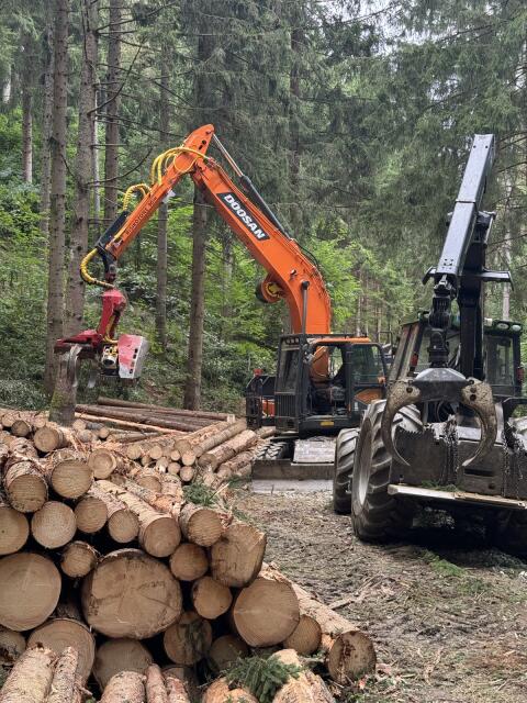 Holzschlägerung