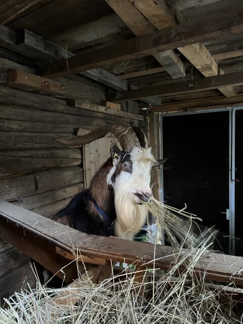 Tauernschecken Bock Graf