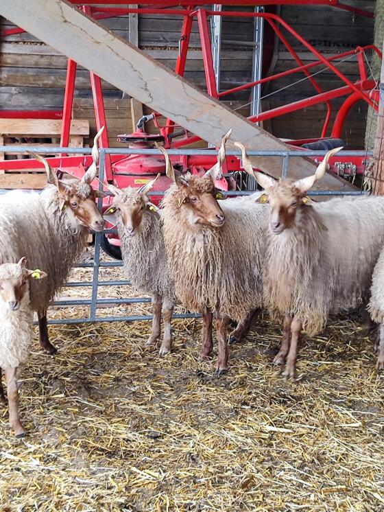 Zackelschaf Böcke HB