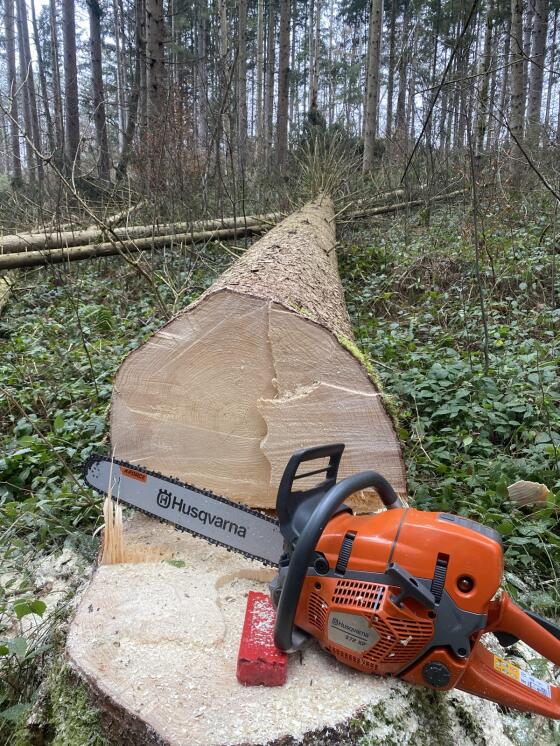 Holzschlägerung