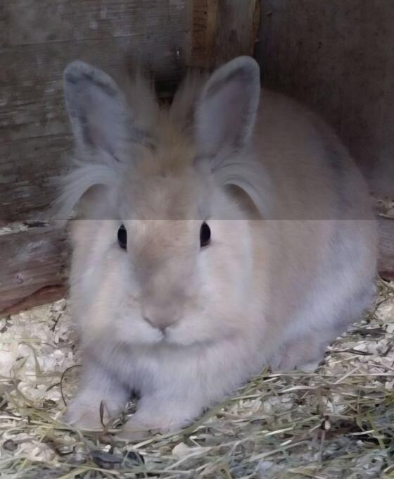 Löwenkopf-Hasen