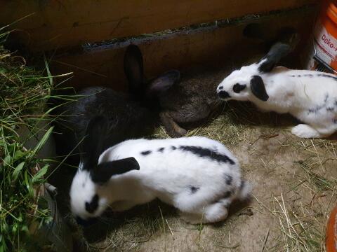 Haushasen, Fleischhasen, Kaninchen