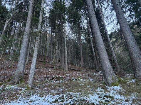 Verkaufe Wald
