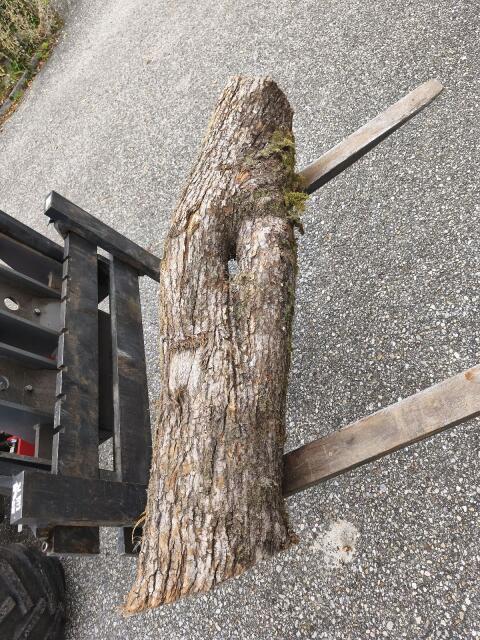 Holz