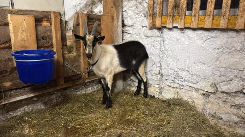 Pfauen Ziegenbock