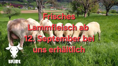 Frisches Lammfleisch vom Weidelamm