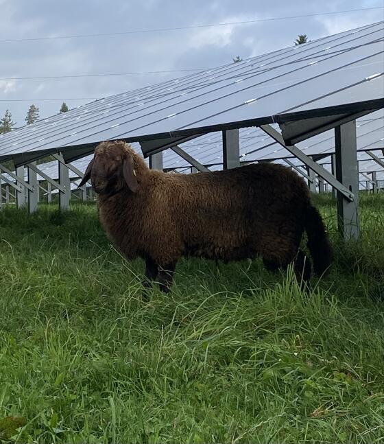 Brauner Bergschaf-Widder BIO