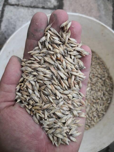 Bio Einkorn