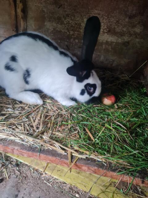 Riesenhase
