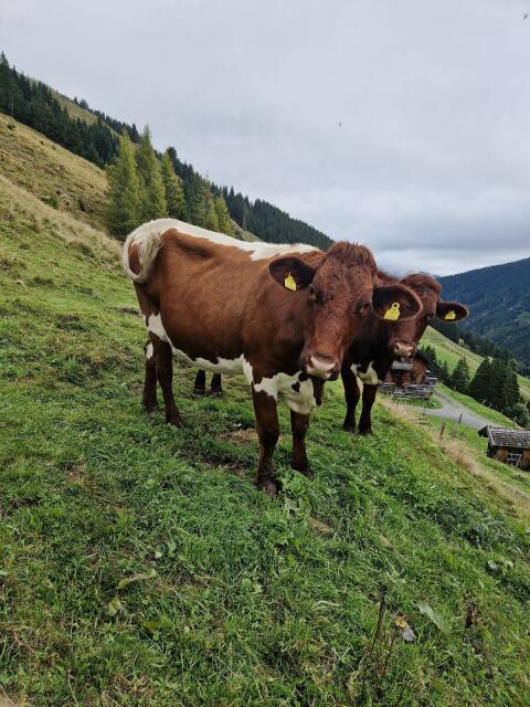 Pinzgauer Kalbinnen