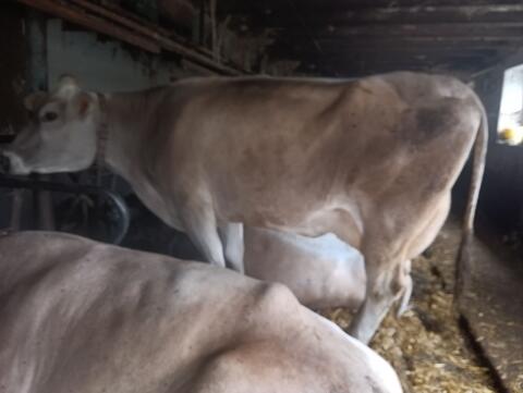 Kleinträchtige Brown Swiss Kuh
