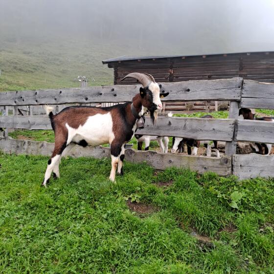 Tauernschecken Bock 1b