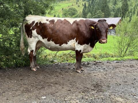 Bio Pinzgauer Kuh
