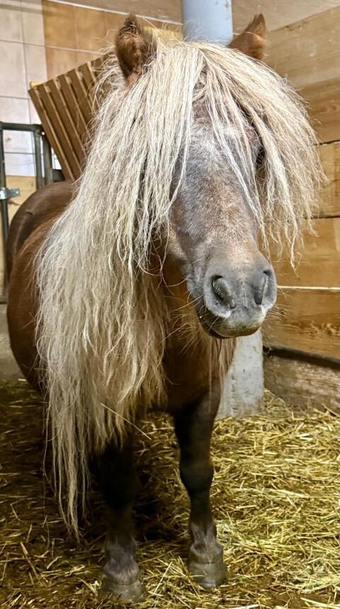 Pony-Stuten zu verkaufen