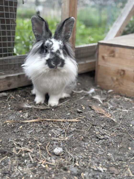 Löwenkopf Kaninchen männlich kastriert
