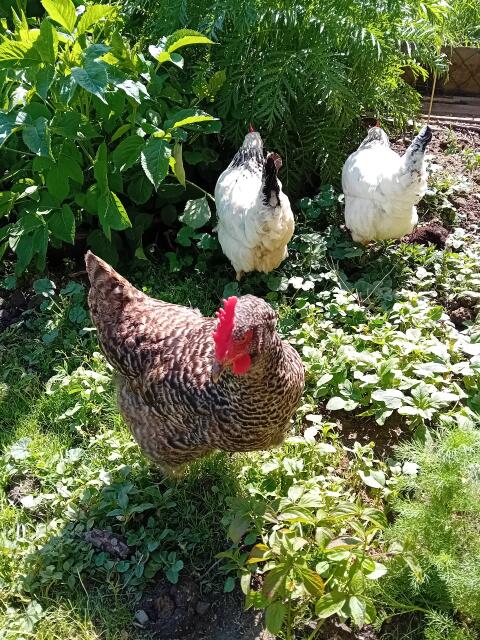 Frische Eier