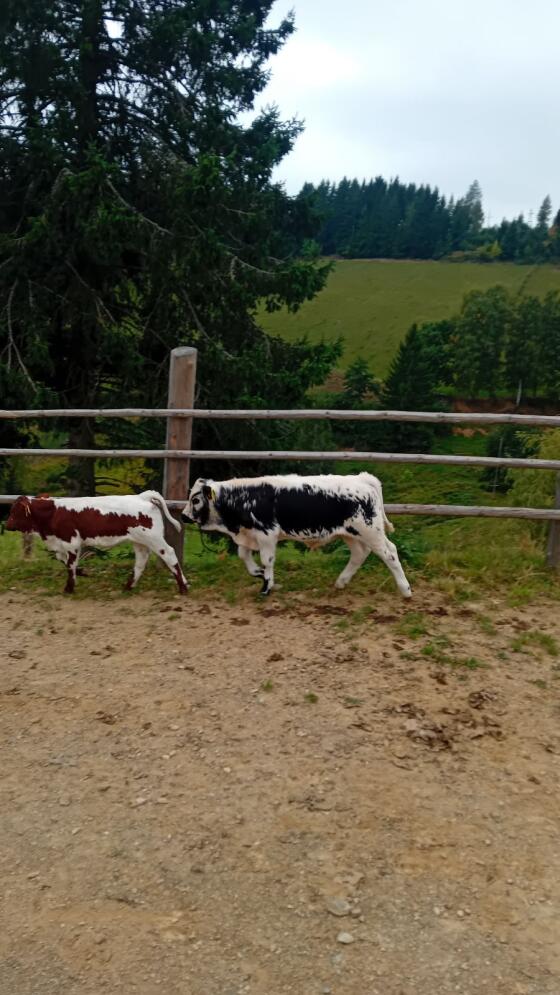 Pustertaler Sprinzen Stierkalb