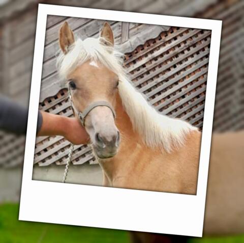 Haflinger Stutfohlen Rianna