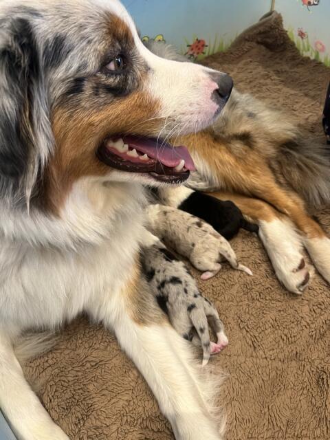 Aussie Welpen