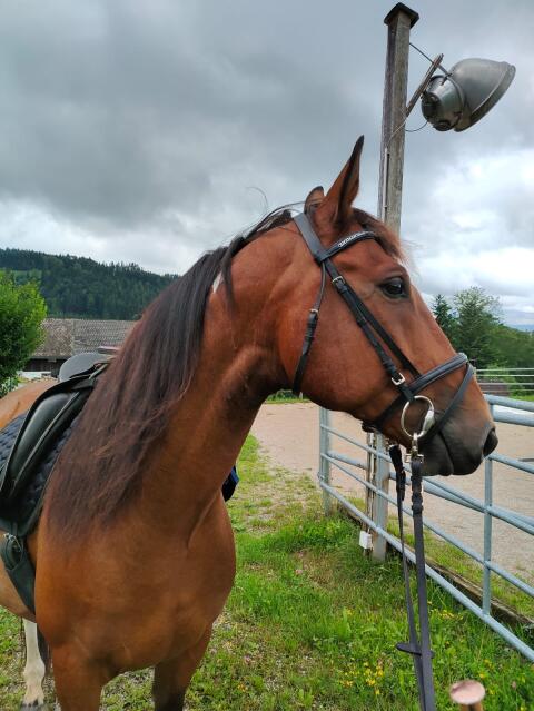 Ungarisches Warmblut, 9 Jahre – Freizeitpferd mit Herz sucht