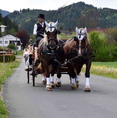 Noriker Dunkelfuchs Gespann