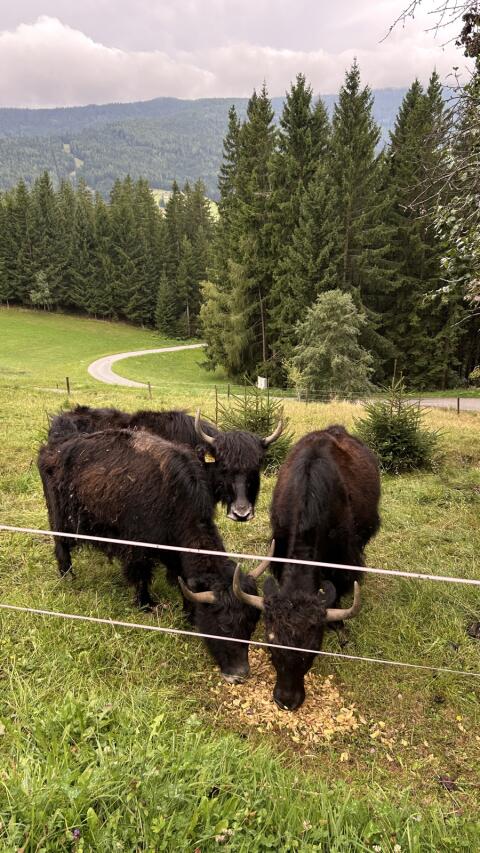 Yak