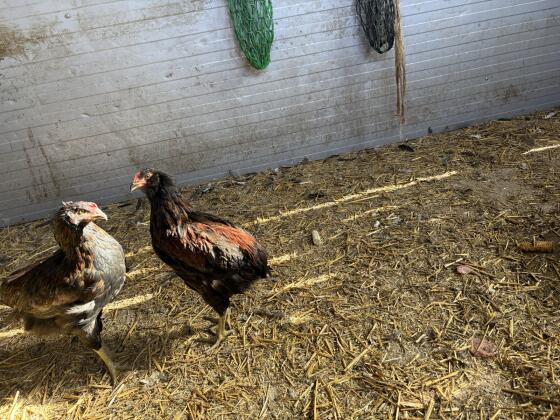 Araucana Hähne
