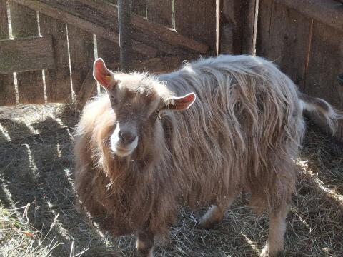 Toggenburger Bock