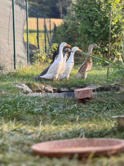 4 Laufenten - 1 Erpel und 3 Enten