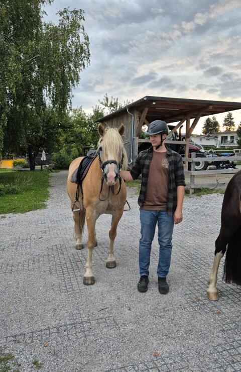 Brave Haflinger-Stute für gemütliche Ausritte