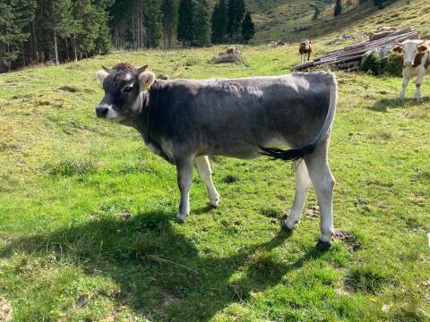 Bio Tiroler Grauviehzuchtkalbin