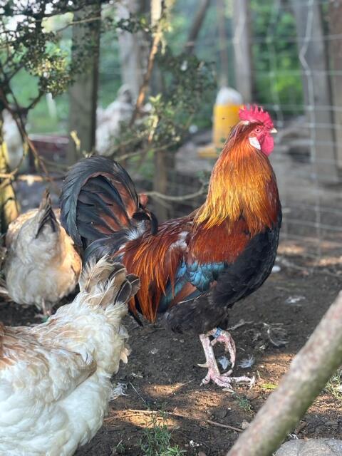 Sulmtaler Huhn