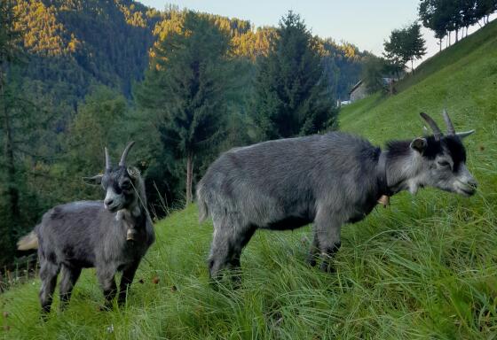 Verkaufe Blobe Ziegen, Kitze, Bock