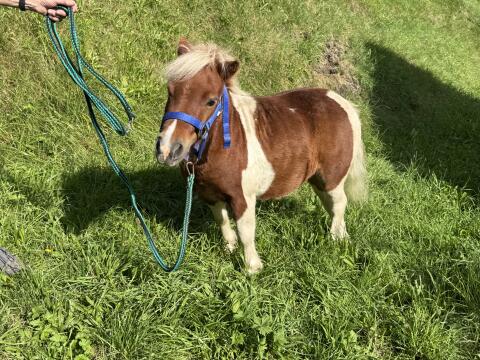 Minishetty