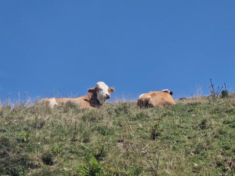 Landwirtschaftshelfer gesucht - Einstellermöglichkeit