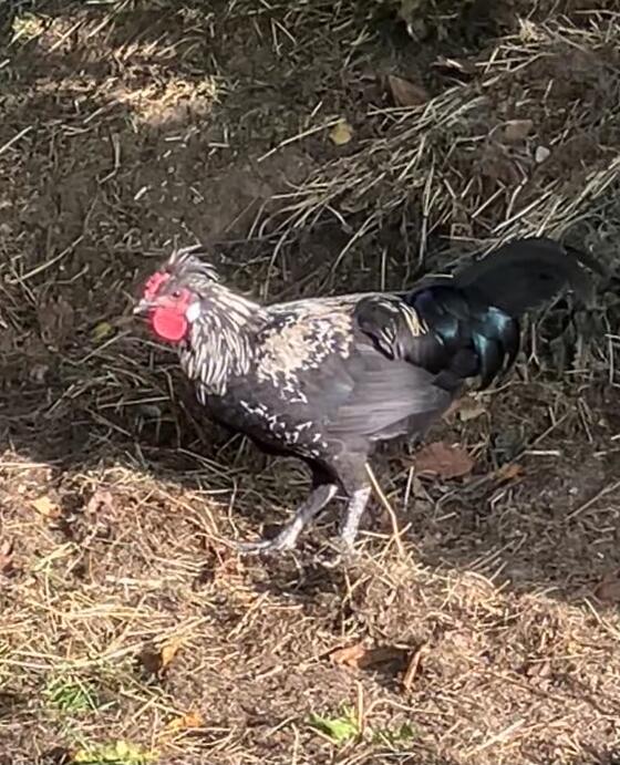 Appenzeller Mix Hahn
