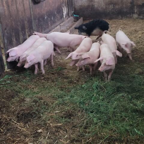 Landrasse×Turopolje Ferkel
