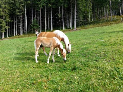 Haflinger Hengstfohlen AMIGO