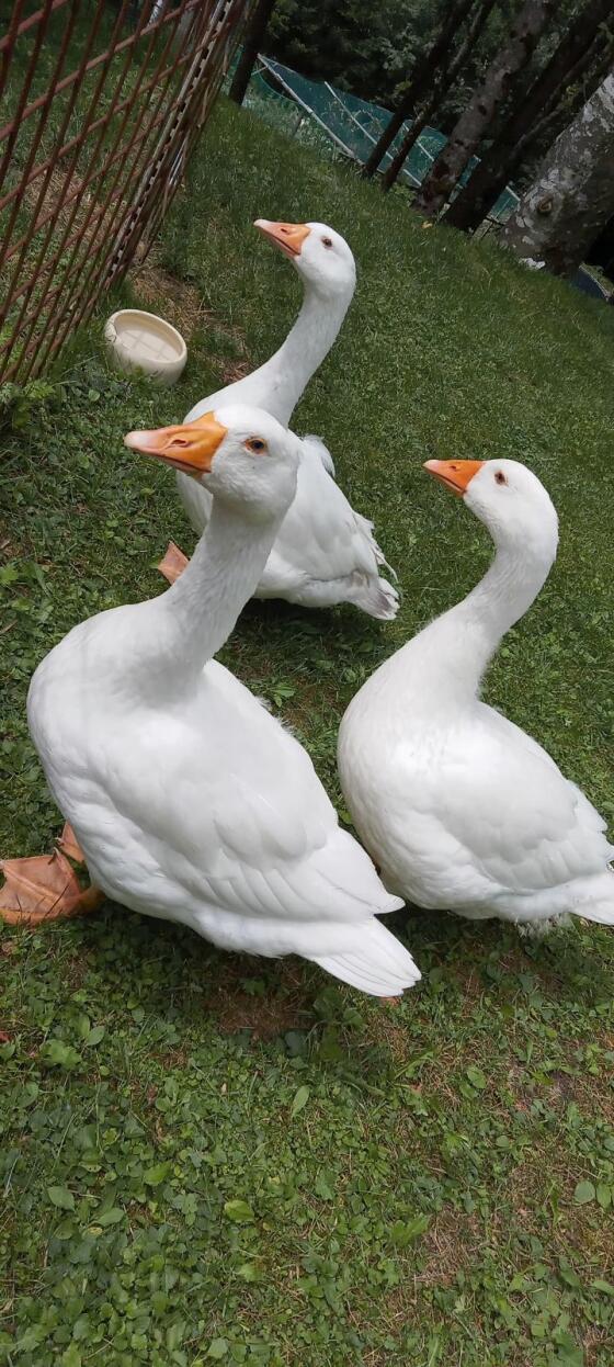 Weidegänse