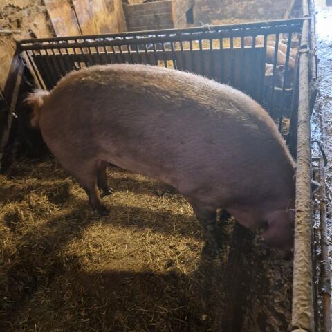 Duroc Specksau