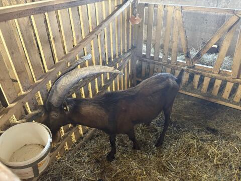 Aosta Ziegenbock