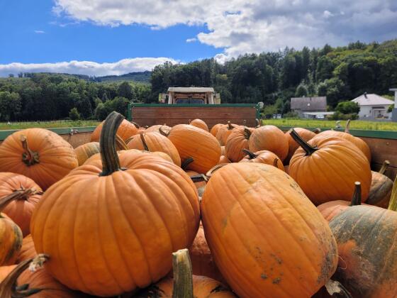 Halloween Kürbis