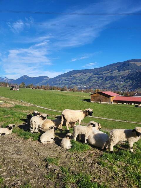 Verkaufe mehrere HB Schafe
