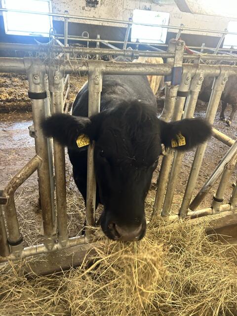 Bio Angus/Galloway Belted