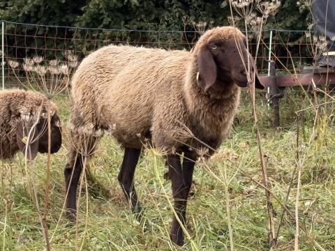 Braunes Bergschaf